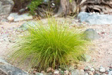 Types of Ornamental Grasses Types of Ornamental Grasses