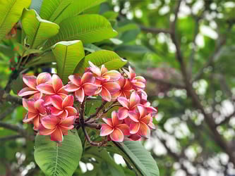 11 Tropical Flowers That You Can Grow Indoors Or Outdoors Trees Com