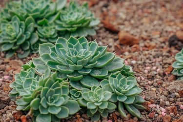 Types of Echeveria Types of Echeveria