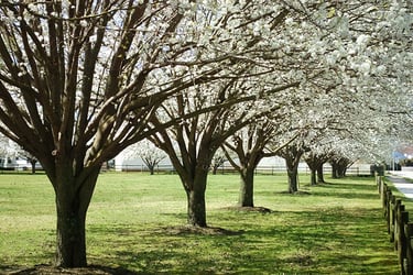 Types of Pear Trees Types of Pear Trees