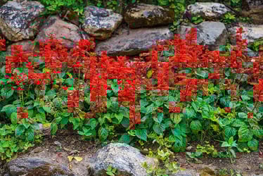 Types of Sage Plants Types of Sage Plants