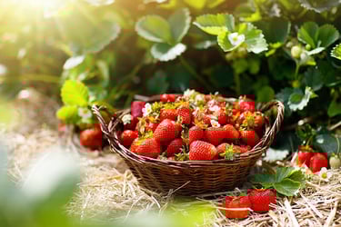 Strawberry Bushes Buying Growing Guide Trees Com