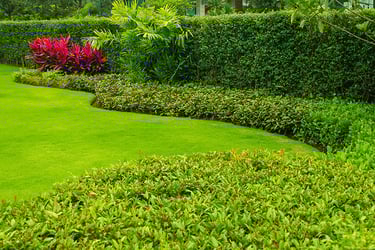 7 Best Plants For Hedges Pictures Growing Information Trees Com