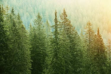 Types of Evergreen Trees Types of Evergreen Trees