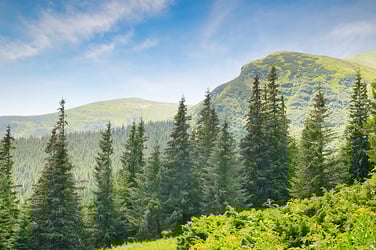 Types of Spruce Trees Types of Spruce Trees
