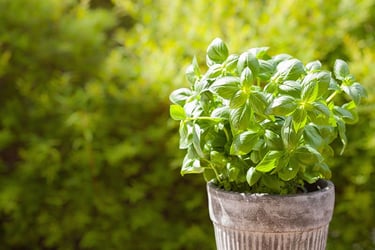 Types of Basil Types of Basil