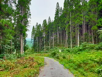 Types of Cypress Trees Types of Cypress Trees