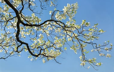 Types of Dogwood Trees Types of Dogwood Trees