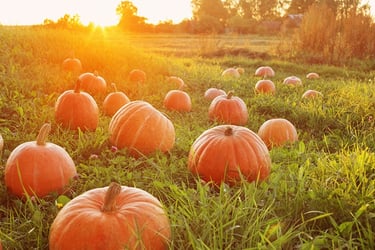 Types of Pumpkins Types of Pumpkins