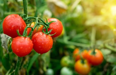 36 Types of Tomatoes Growing Tips, Facts &amp; Photos