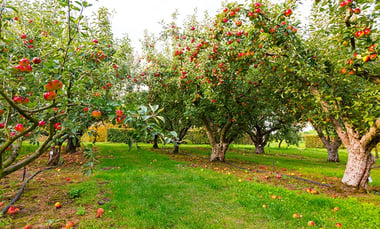 Types of Apple Trees Types of Apple Trees