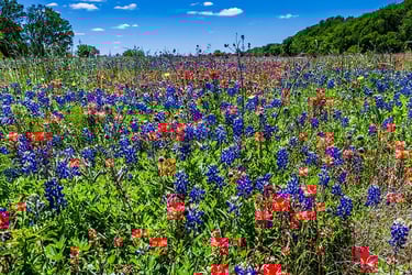 State Flowers State Flowers
