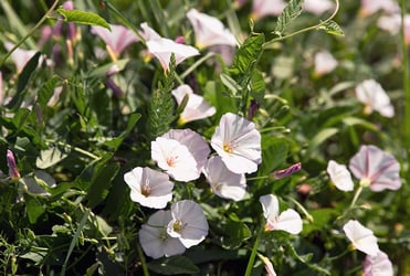 Types of Weeds Types of Weeds
