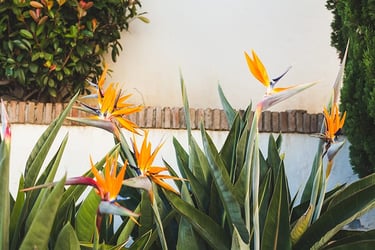Bird of Paradise Bird of Paradise