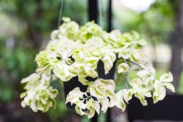  Indoor Hanging Plants