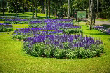 Perennial Flowers Perennial Flowers