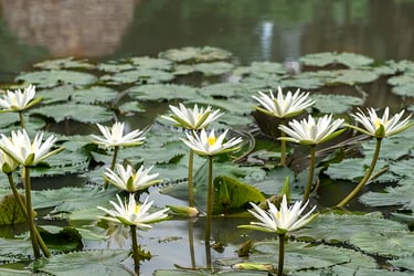 Water Plants Water Plants