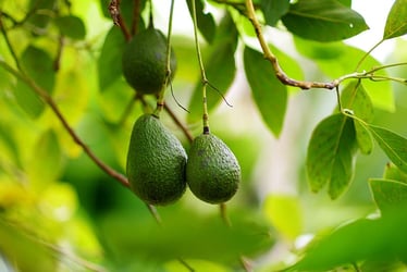 Avocado Tree Avocado Tree