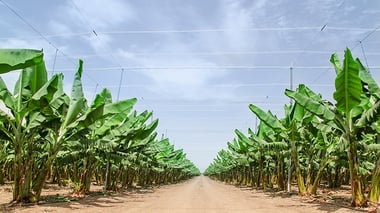 Banana Tree Care Banana Tree Care
