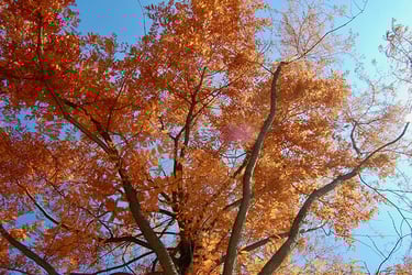 Fast Growing Trees Fast Growing Trees