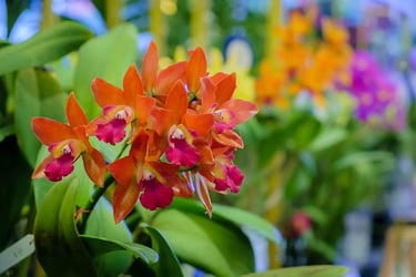 Rebloom Orchids Rebloom Orchids