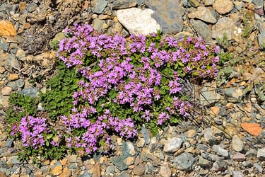 Creeping Thyme Creeping Thyme
