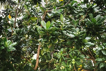 Fig Tree Care Fig Tree Care