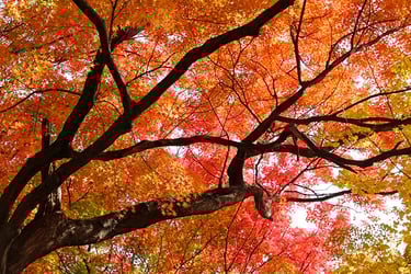 Autumn Blaze Maple Autumn Blaze Maple