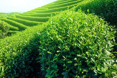 Tea Plant Tea Plant