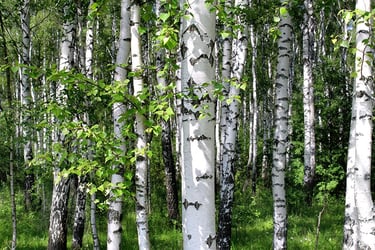 11 Popular White Bark Trees with Pictures