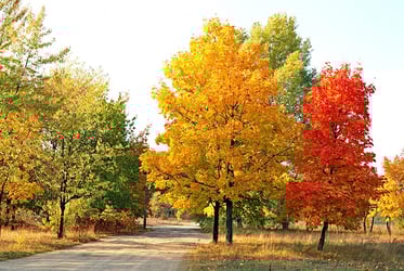 Types of Maple Trees Types of Maple Trees