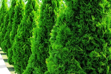 Thuja Green Giant Evergreen Trees Buying Growing Guide Trees Com