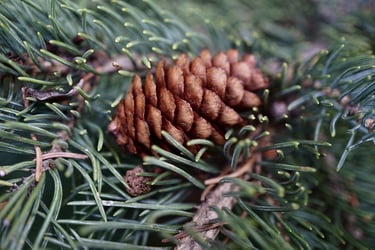 Types of Spruce Trees Types of Spruce Trees