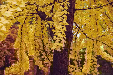 Types of Spruce Trees Types of Spruce Trees