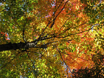 Types of Spruce Trees Types of Spruce Trees