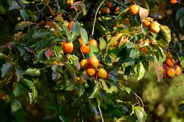 Types of Spruce Trees Types of Spruce Trees