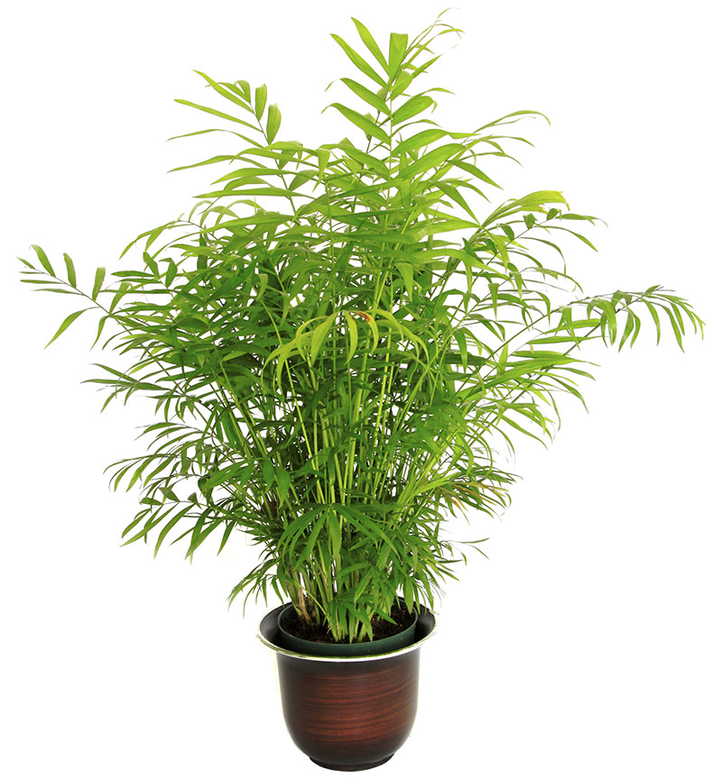 BambooPalm (Chamaedorea Seifrizii) BambooPalm (Chamaedorea Seifrizii)