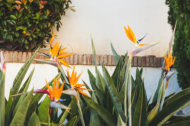 mexican bird of paradise poisonous to dogs