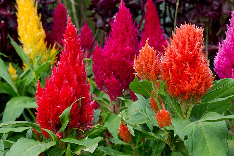 Celosia Plant Care - Growing The Cockscomb Flower  Trees.com