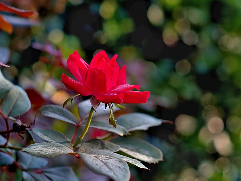 Double Knockout Rose Double Knockout Rose