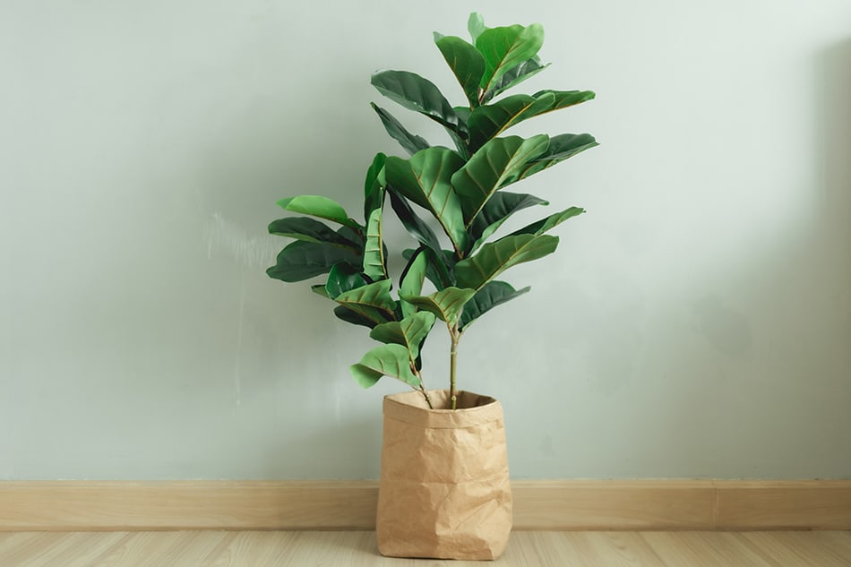 Fiddle Leaf Fig Tree Fiddle Leaf Fig Tree