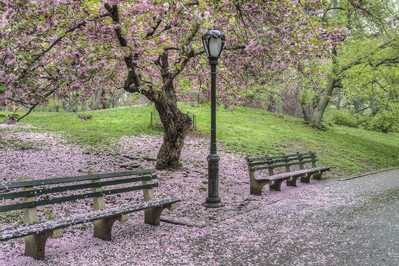 Kwanzan Cherry Tree Kwanzan Cherry Tree