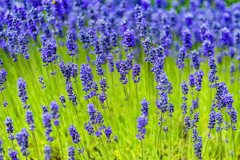 9 Types Of Lavender A Visual Guide Trees Com