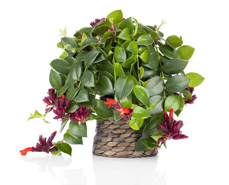 Lipstick Plant Lipstick Plant