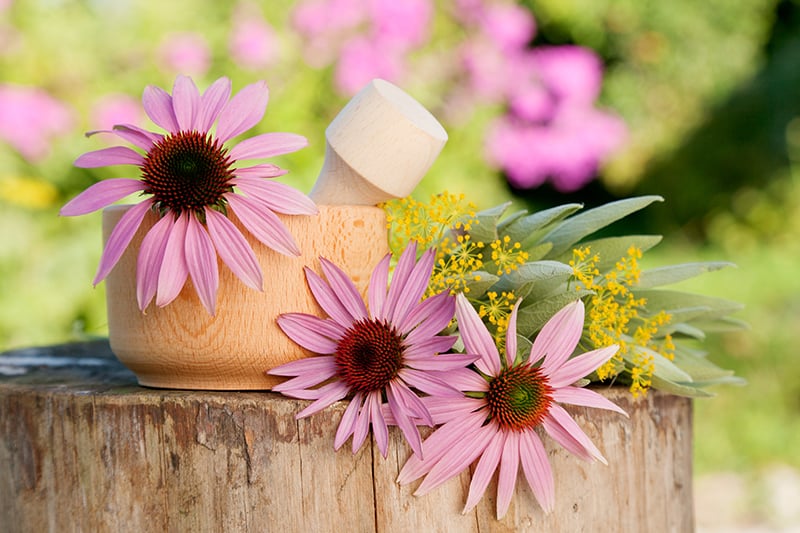 Medicinal Plants Medicinal Plants