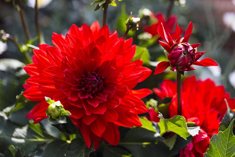 Mexican Flowers Mexican Flowers