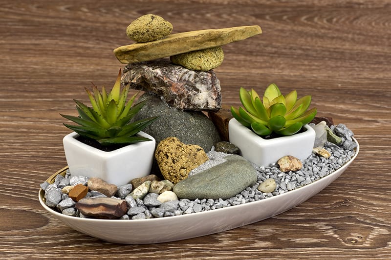 Mini Succulents Mini Succulents