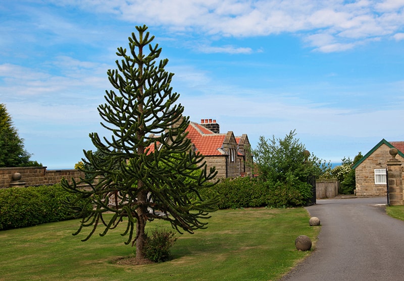 Monkey Puzzle Tree Monkey Puzzle Tree