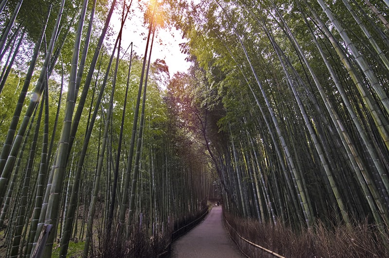 Outdoor Bamboo Plants Outdoor Bamboo Plants