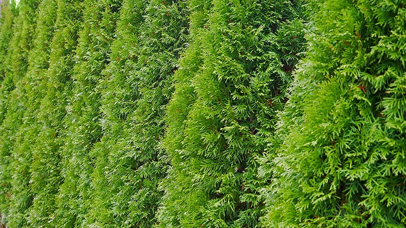 Privacy Trees Privacy Trees